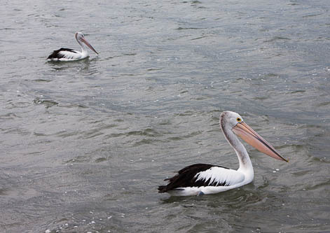 Two Pelicans