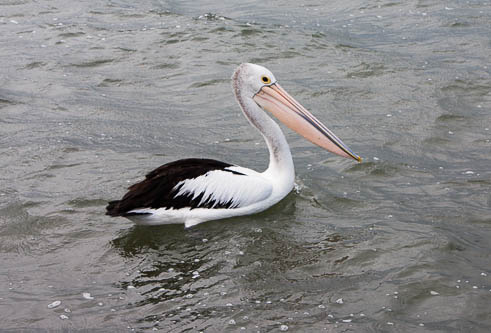 Pelican