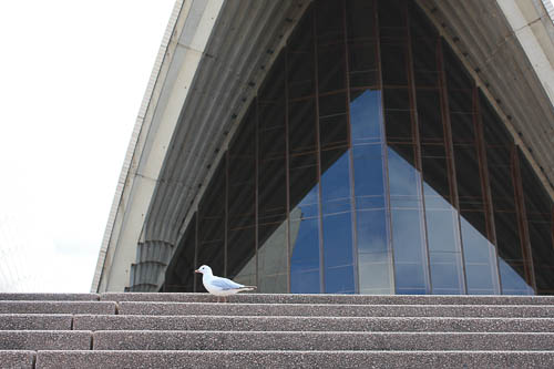 Seagull