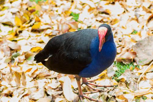 Thinks it's a Chicken