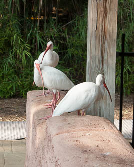 White Eyed Ibis