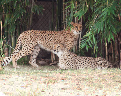 Cheetahs