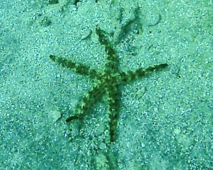 Another Starfish