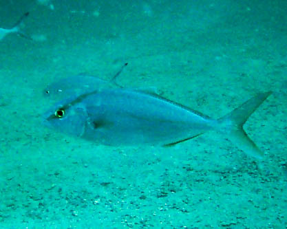 Fish in Profile