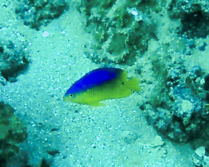 Spanish Hogfish