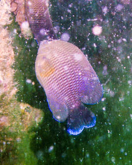 Blue Tipped Fish
