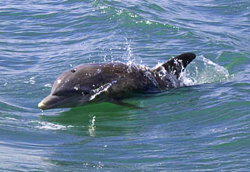 Dolphin