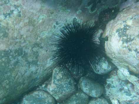 BlackUrchin.jpg