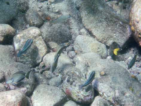 TropicalFish.jpg