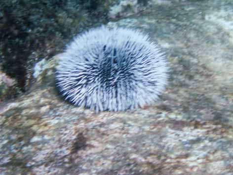 Urchin1.jpg