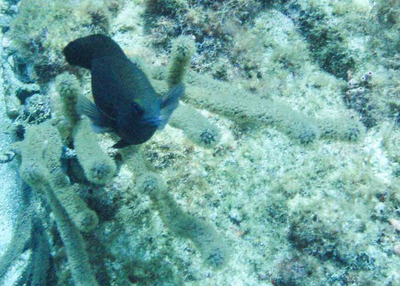 Angry Looking Fish