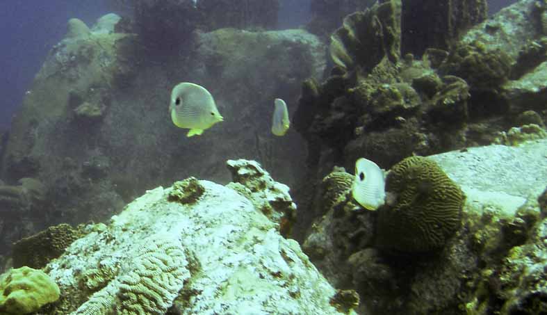 Fish Scape