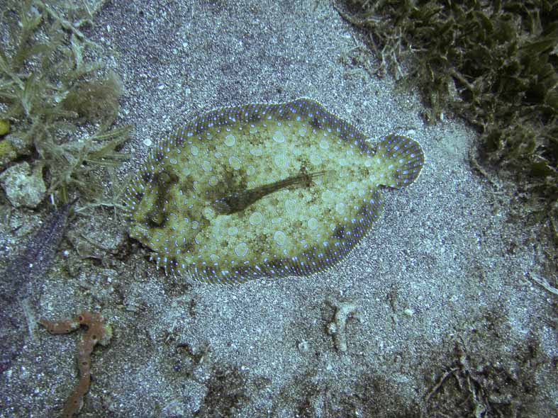Flounder