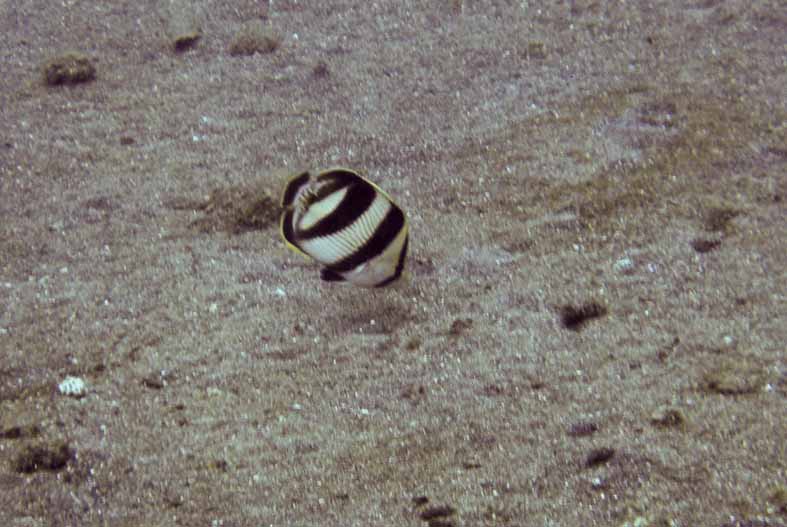 Banded Fish