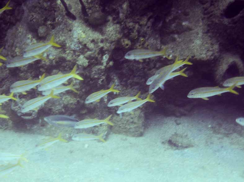 Yellotail Snapper