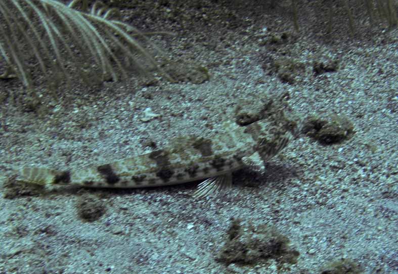 Yet Another Fish