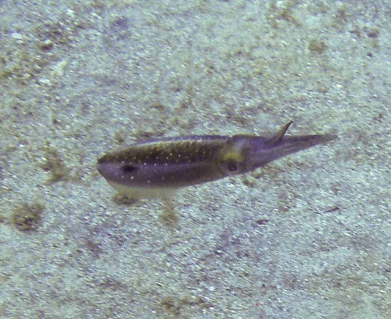 Another Squid