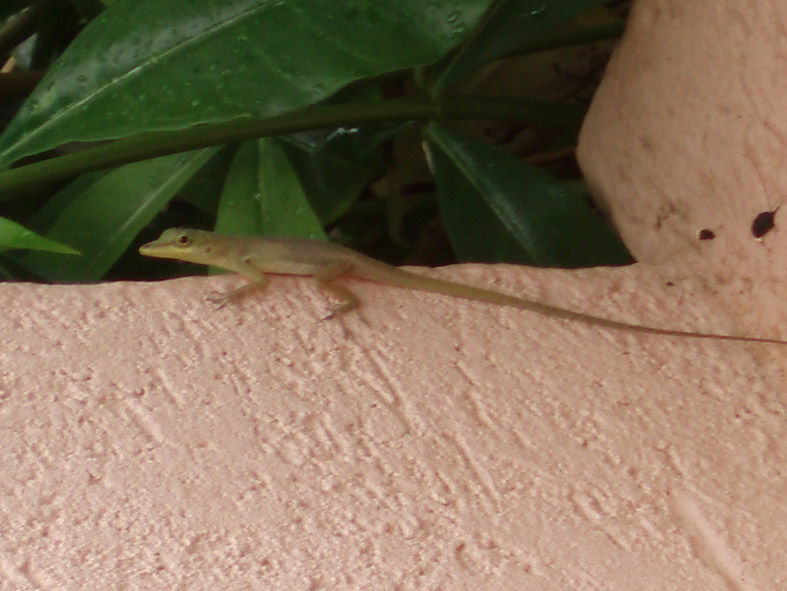 Lizard