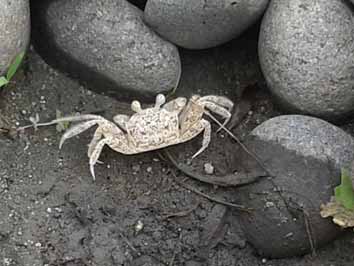 Crab