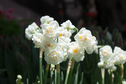 White & Yellow