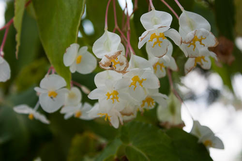 More White & Yellow