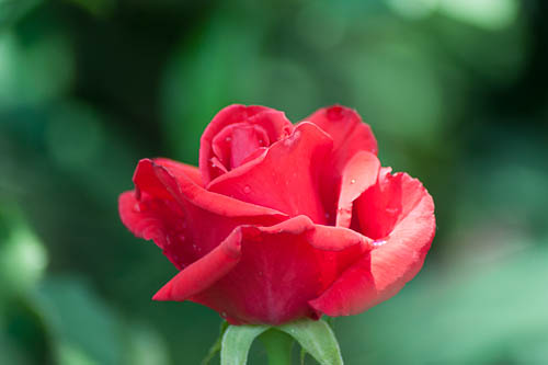 Pink Rose