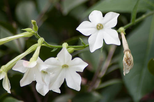 Just White