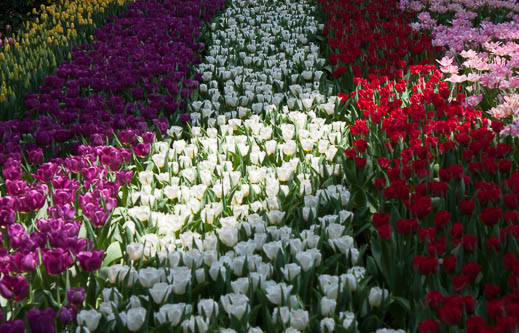 Lines of Colour