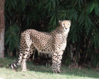 One Cheetah