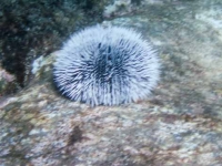 Urchin1.jpg