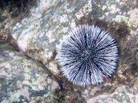 Urchin2.jpg