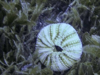 Sea Urchin