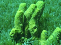 Yello Tube Coral