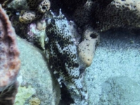 Cow Fish Second Shot