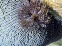 Brain Coral