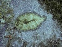Flounder
