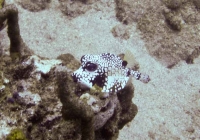 Smooth Trunkfish