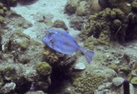 Blue Cowfish Swimming Away