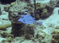 Blue Cowfish from the side