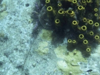 Field of Tube Coral