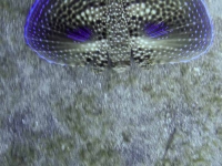 Another Flying Gurnard