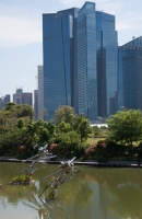 Dragonflys & Skyscrapers