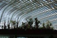 A Forest Under the Dome