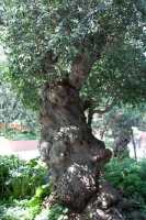 A Knarly Tree