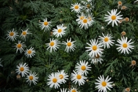 There's a Theme Here!