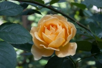 Yellow Rose